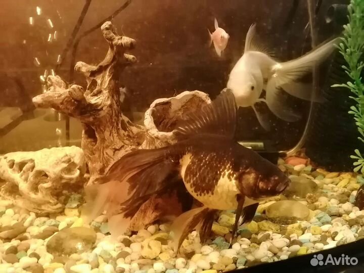 Аквариум 60л