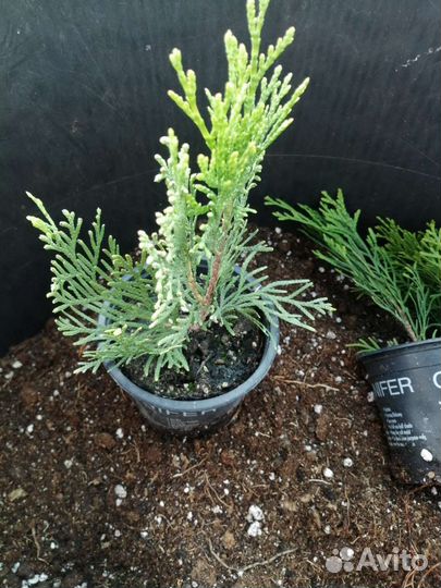 Туи, можжевельники