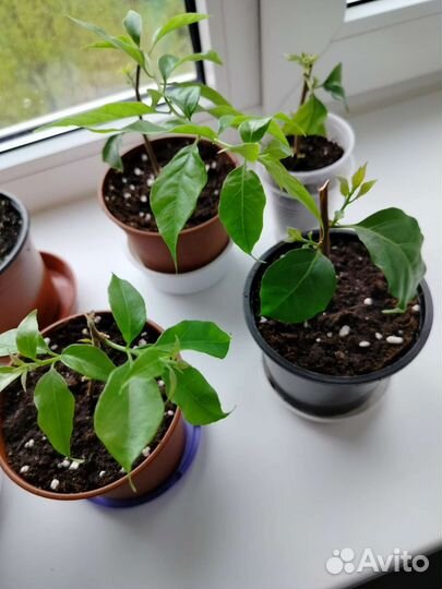 Бугенвиллия