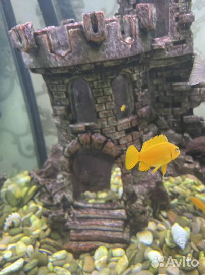 Мальки Цихлид Псевдотрофеус