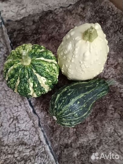 Тыква декоративная