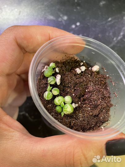 Крестовник роули вариегатный