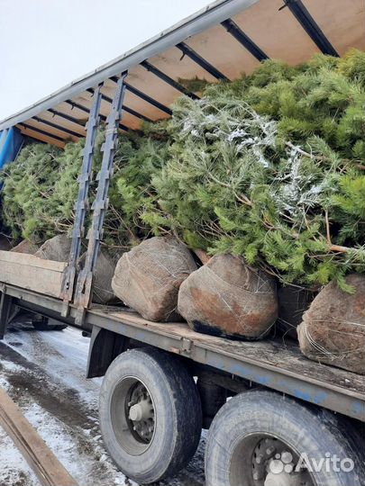 Ель голубая 1,5-1,8 м