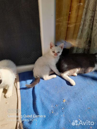 Котята отдам бесплатно