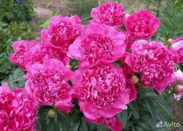 Пионы саженцы