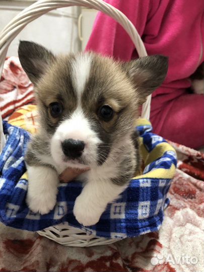 Продам Вельш Корги Пемброк