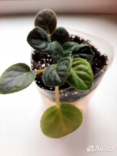 Детка сортовой фиалки - (сорт Лето красное)