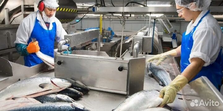 Обработчик морепродуктов