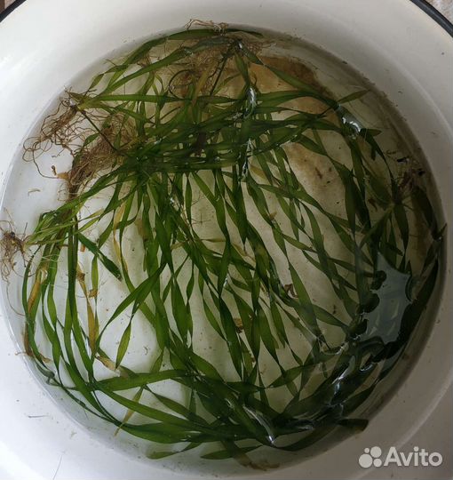 Водоросли для аквариума