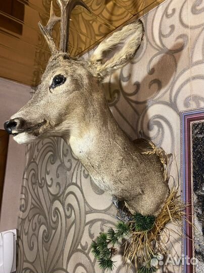 Чучело косули