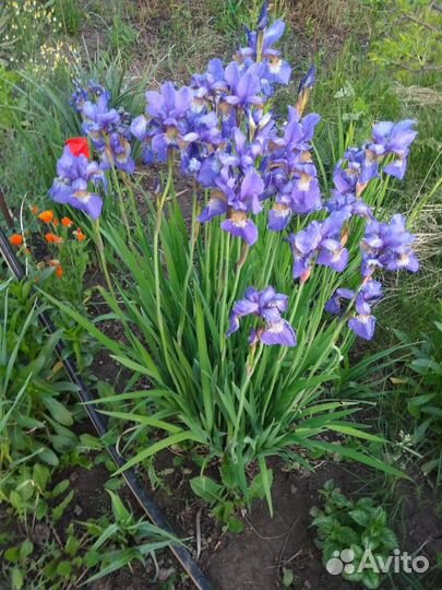 Сибирские ирисы, речной ирис