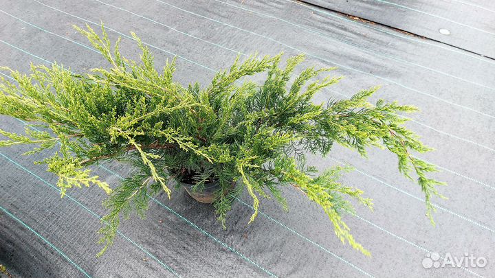 Можжевельник Минт Джулеп