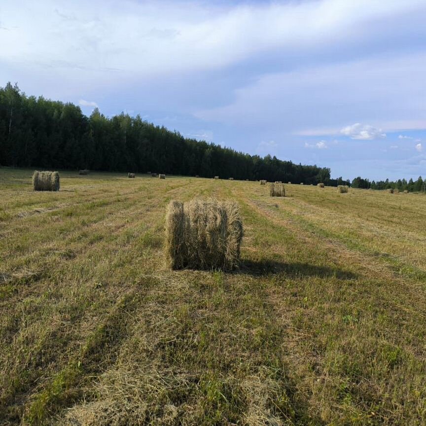 Сено в тюках