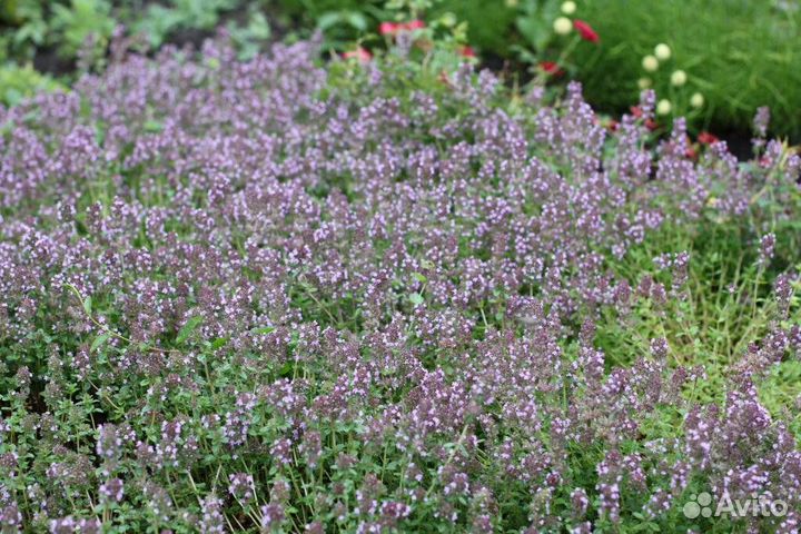 Тимьян ползучий