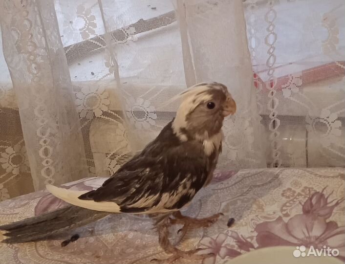 Попугай корелла для дома