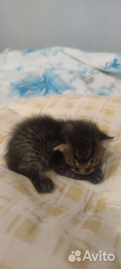 Котята Саванна ф4