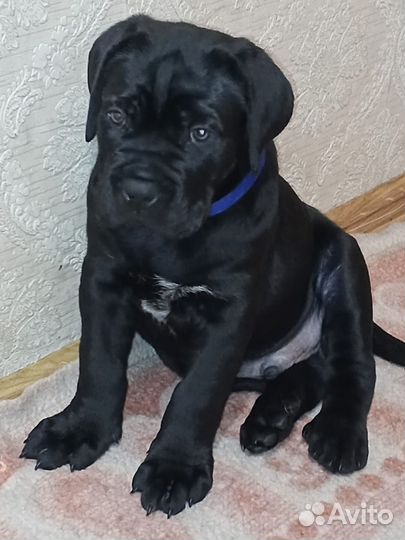 Щенки кане Корсо