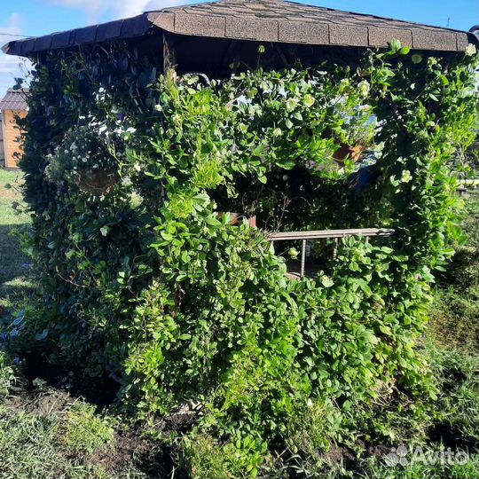 Рассада кобея лазающая, лиана