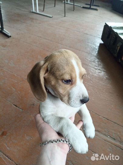 Собаки щенки бигль