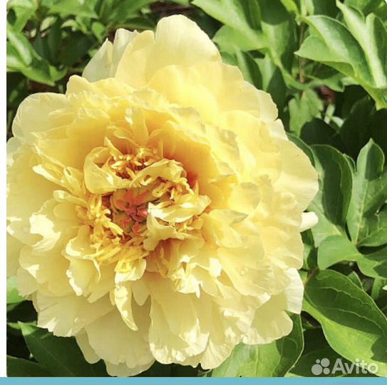 Пион, Гарден Треже