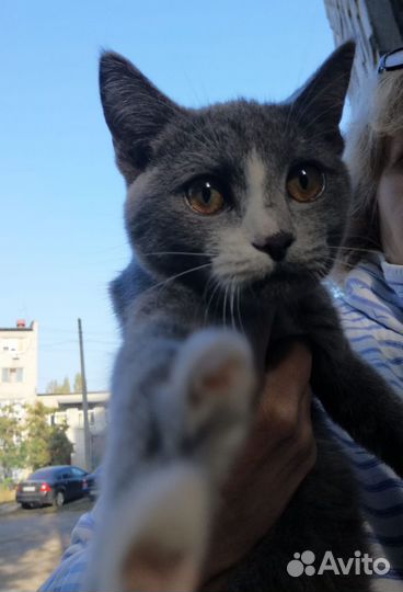 Кошечка в добрые руки