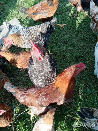 Петухи молодые