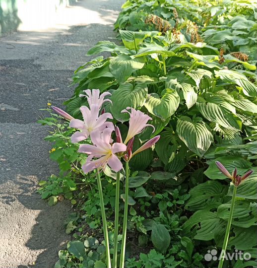 Луковичные многолетники для сада (ликорис)