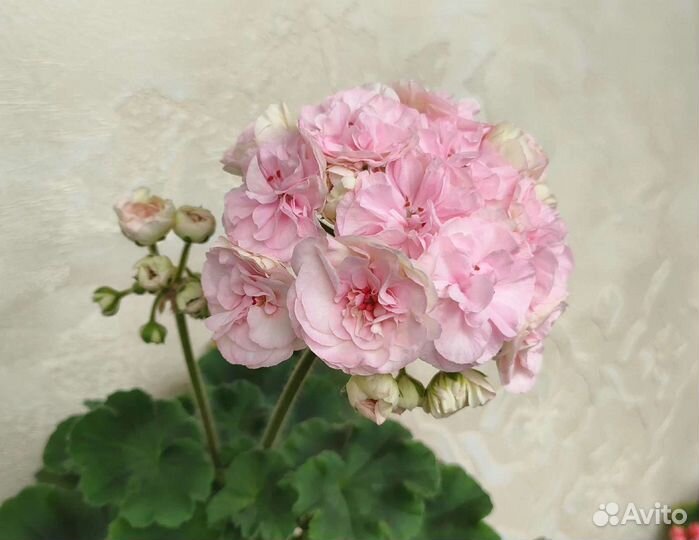 Пеларгонии