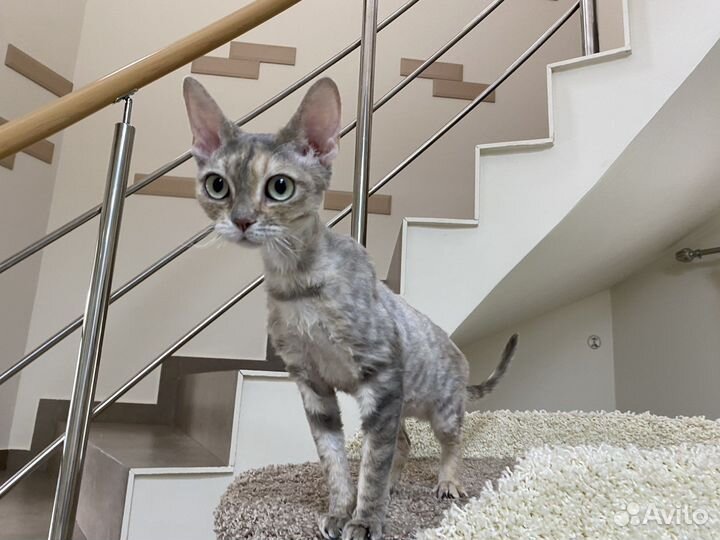 Девон-рекс голубая Тигра