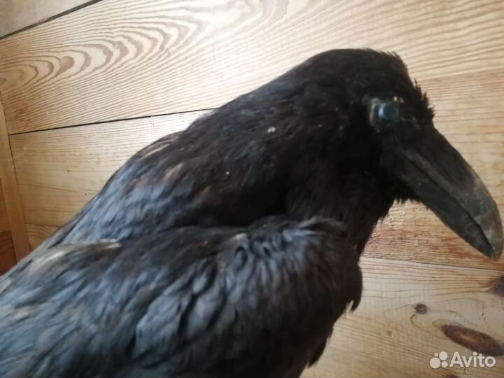 Чучело ворона