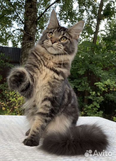 Котята мейн-кун мальчик