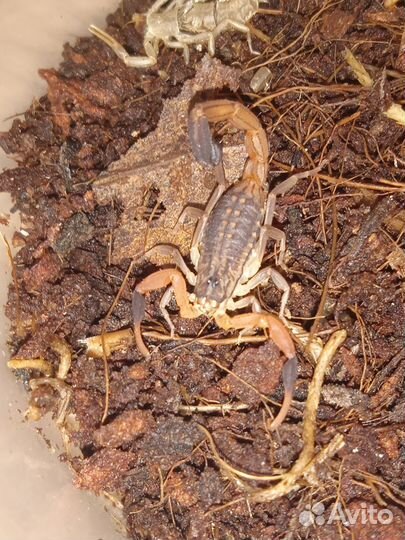 Скорпион Hottentotta hottentotta