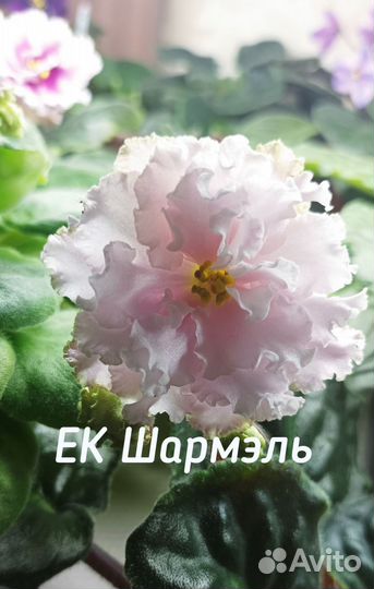 Фиалка (детки)