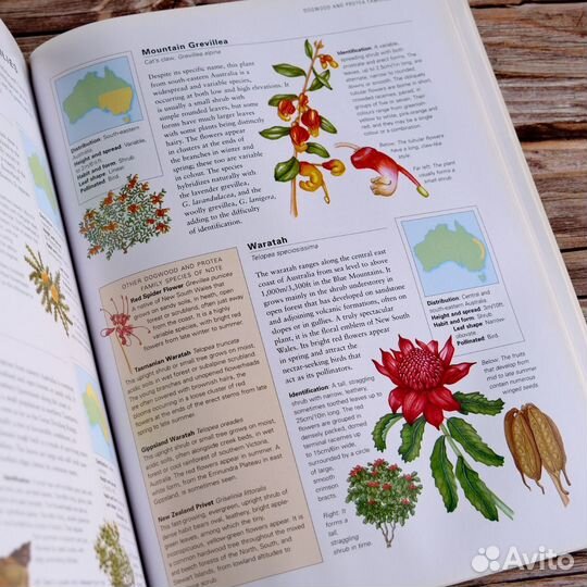 Винтажная книга о природе цветы