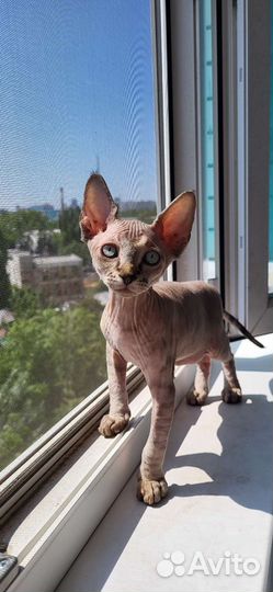 Канадский сфинкс котенок