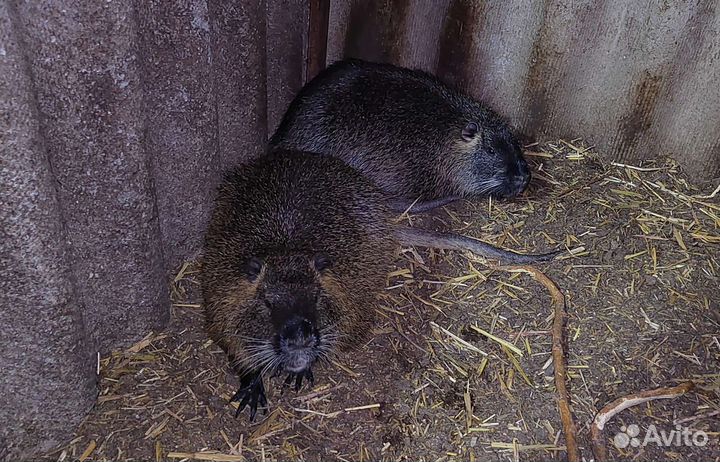 Мясо нутрии (доставка)