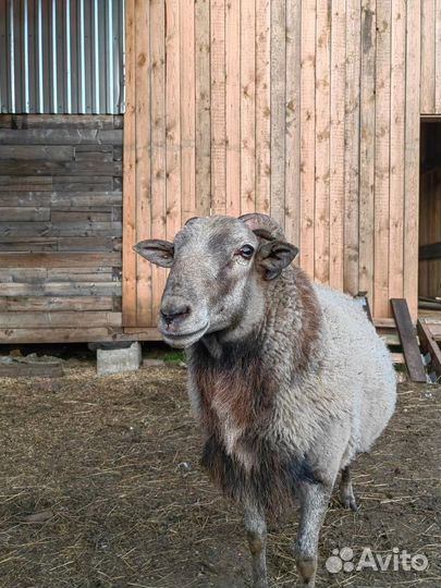 Продаются катумские бараны