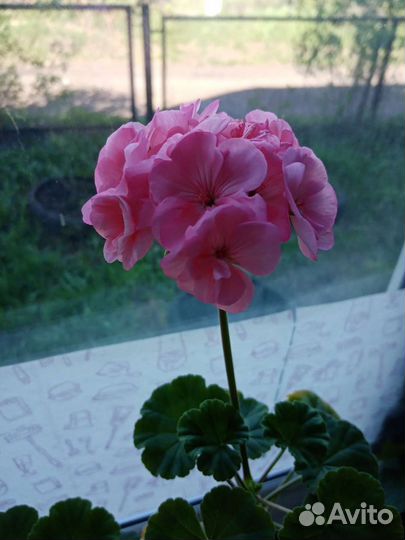 Герань сортовая, отростки