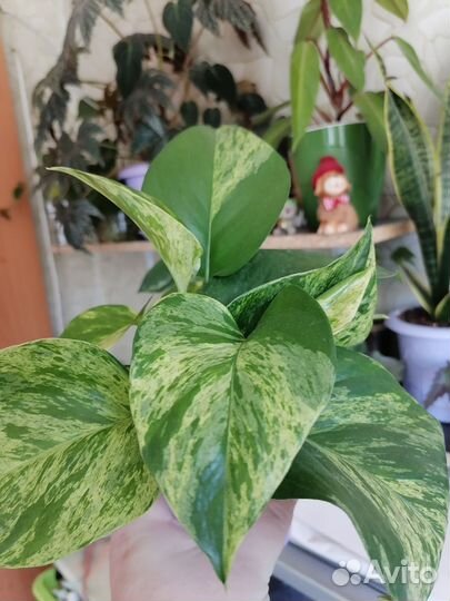 Сциндапсус марбл квин