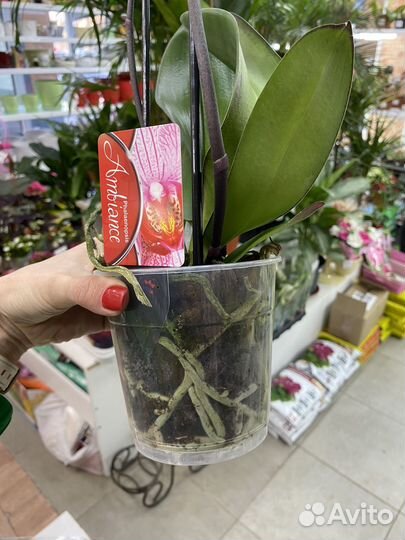 Орхидея фаленопсис каменная роза