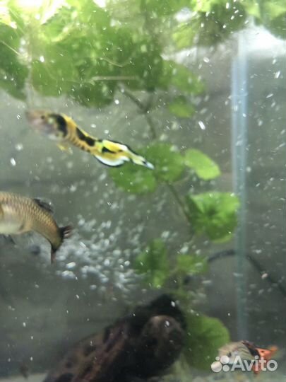 Аквариумные рыбы