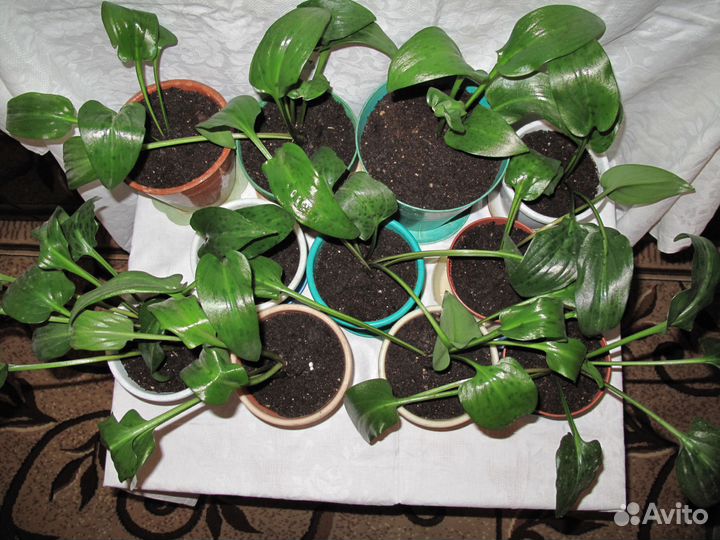 Комнатное растение Дримиопсис