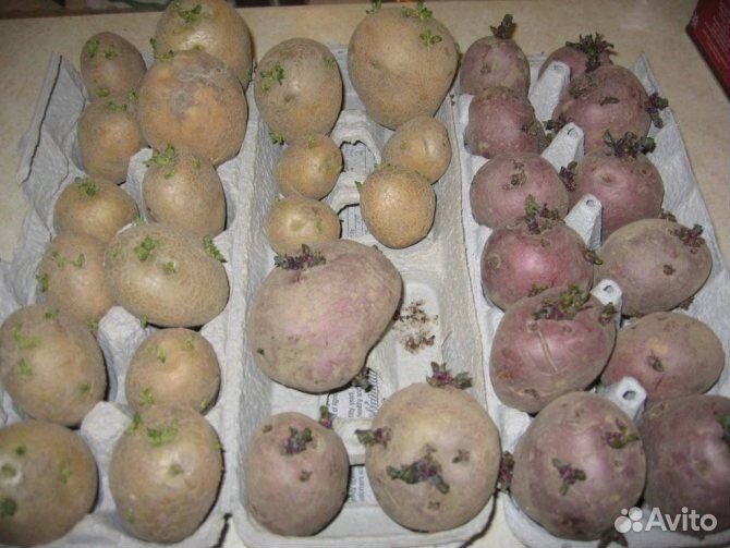 Картофель семенной Бородянка, Ред Скарлет