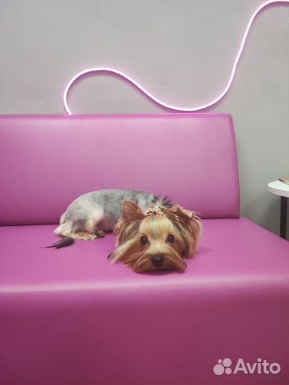 Груминг студия