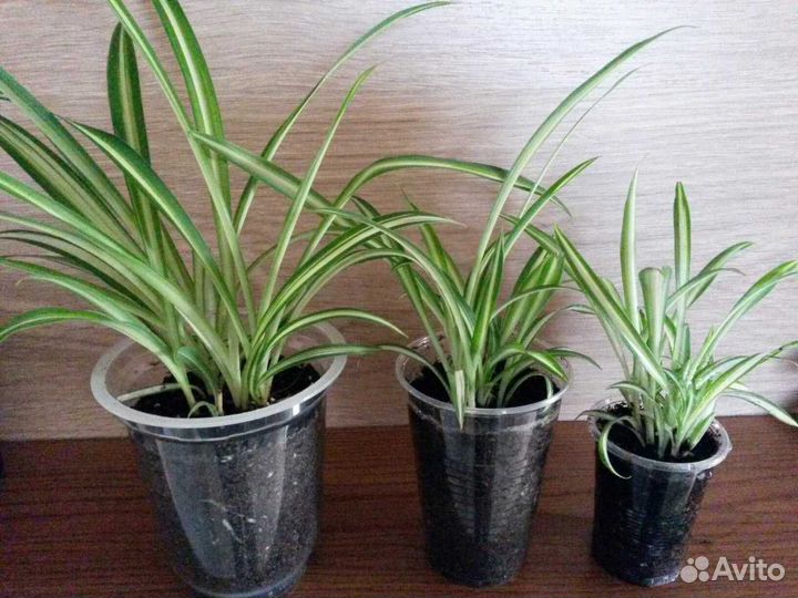 Цветок Хлорофитум отводки