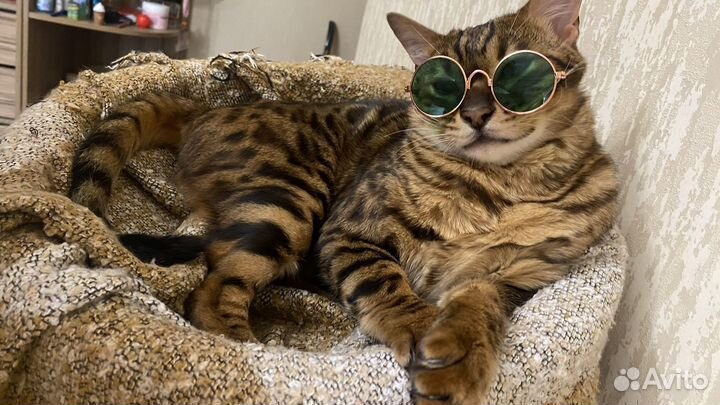 Бенгальский кот