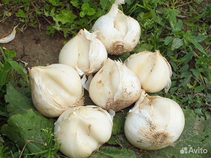 Лук Анзур (Суворовский)