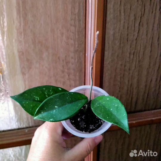 Цветы