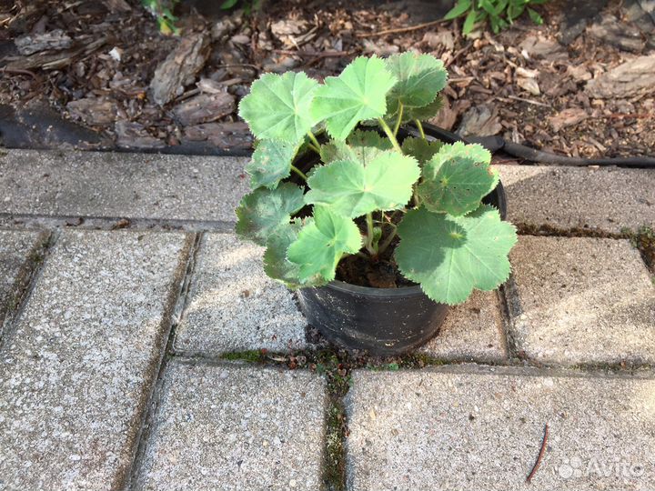 Тимьян ползучий, чистец шерстистый, манжетка