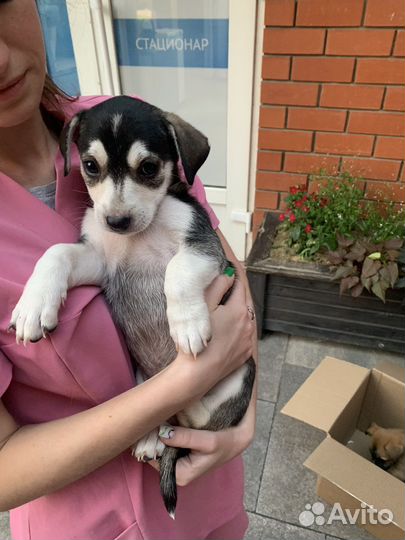 Собаки бесплатно